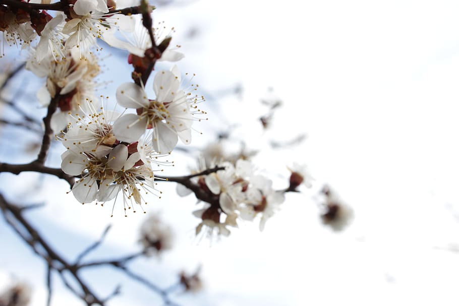 Spring, Tree, Flowers, Heat, blossom, cherry blossom, springtime HD wallpaper
