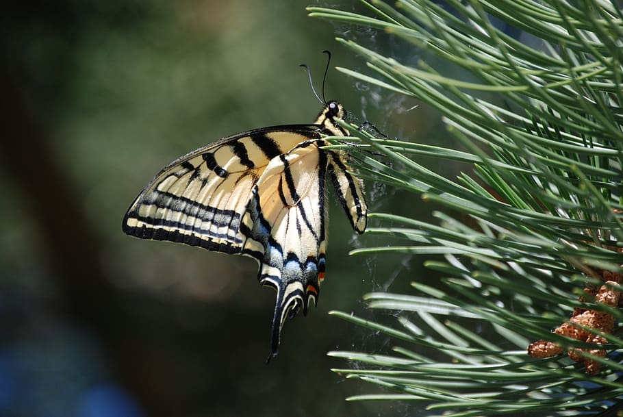 monarch, butterfly, pine needles, insect, nature closeup, animal themes HD wallpaper