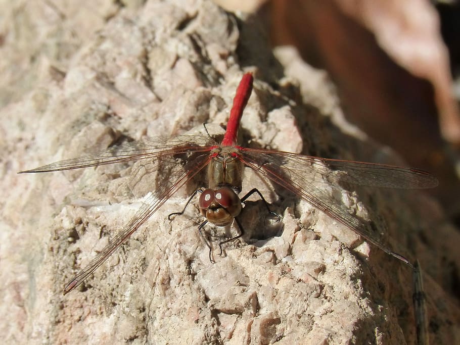 Dragonfly, Red Dragonfly, sympetrum striolatum, winged insect