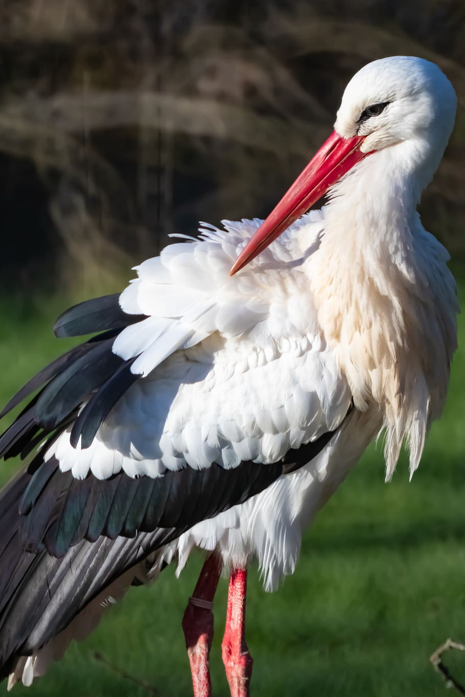 stork, bird, park, zoo, animal themes, vertebrate, one animal HD wallpaper