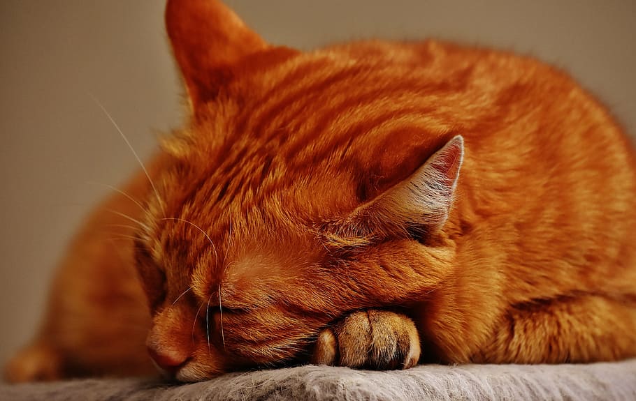 cat, red, sleep, cute, mackerel, tiger, sweet, cuddly, animal HD wallpaper