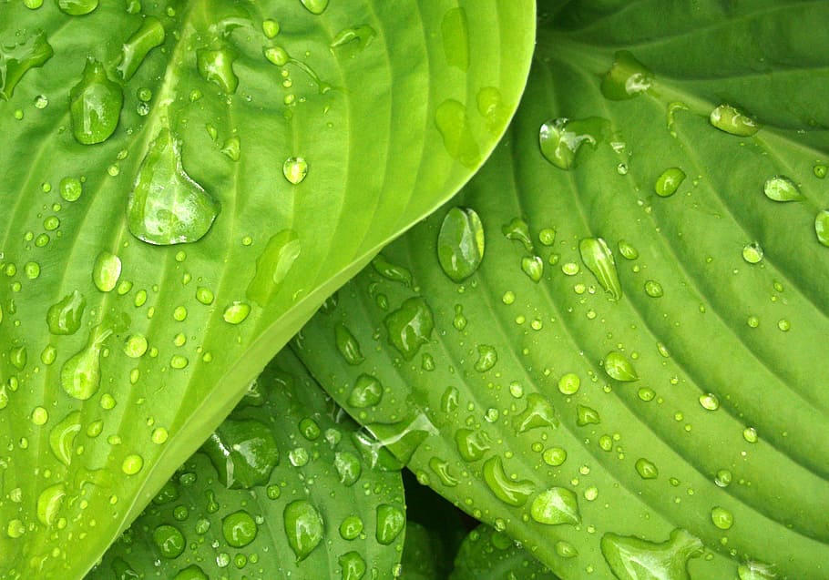 green, hosta, leaves, rain, water drops, nature, leaf, freshness HD wallpaper