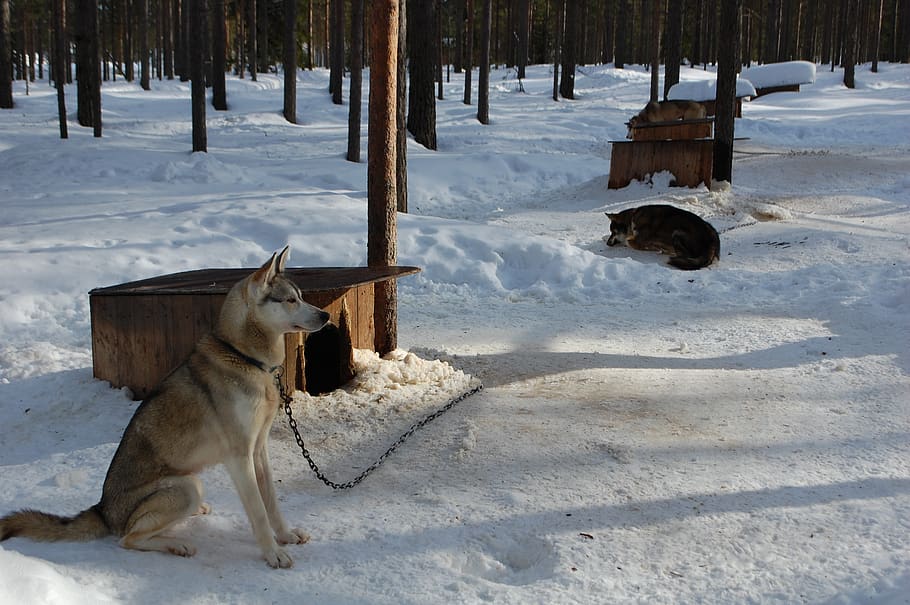 dogs, finland, rovaniemi, snow, winter, cold temperature, mammal, HD wallpaper