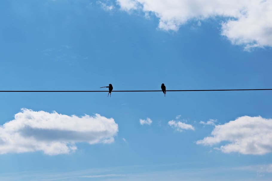 low angle photography of two swallows perching on wire during daytime HD wallpaper