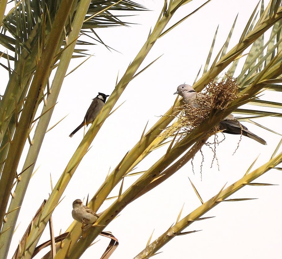 Tree, Date Palm, Palm, Branch, Birds, perched, dove, sparrow, HD wallpaper
