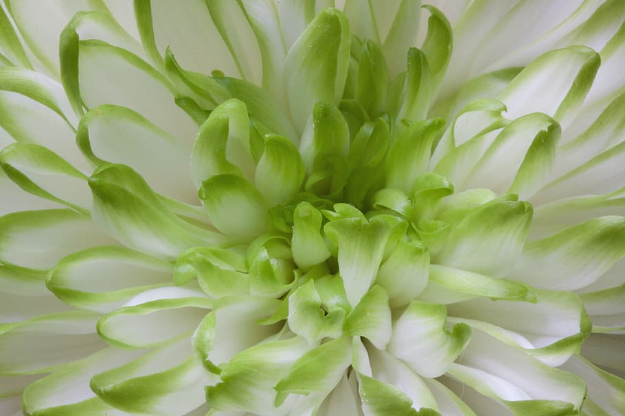 macro photography of white and green chrysanthemum, blossom HD wallpaper