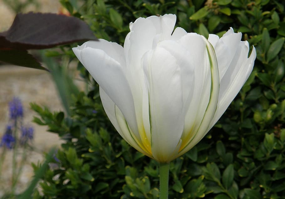 flower, nature, plant, leaf, garden, tulip, white tulip, spring HD wallpaper