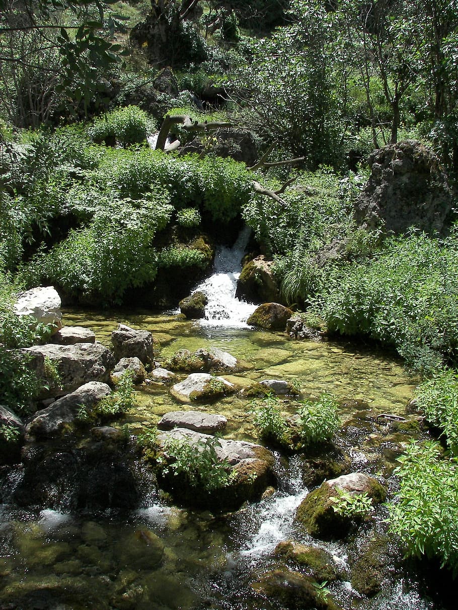 Water, River, Nature, Forest, environment, summer, outdoor HD wallpaper