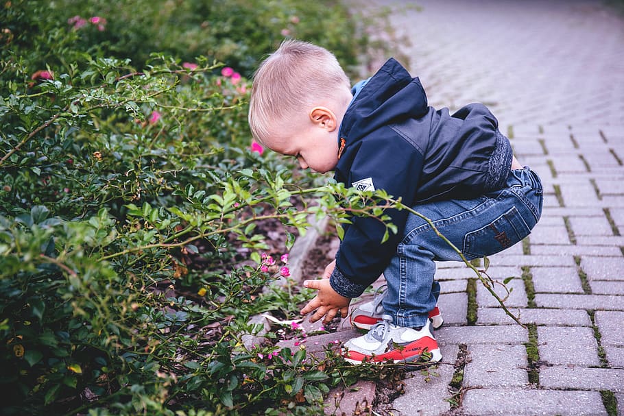 toddler beside green leafed plant, people, activity, blonde HD wallpaper