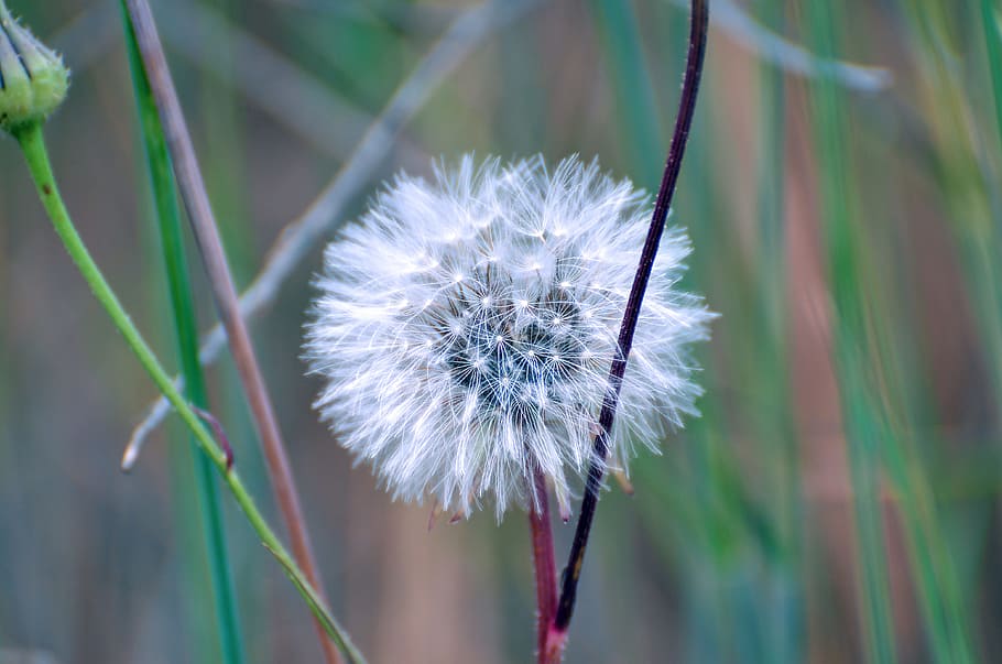 nature, flora, flower, summer, grass, outdoors, season, growth HD wallpaper