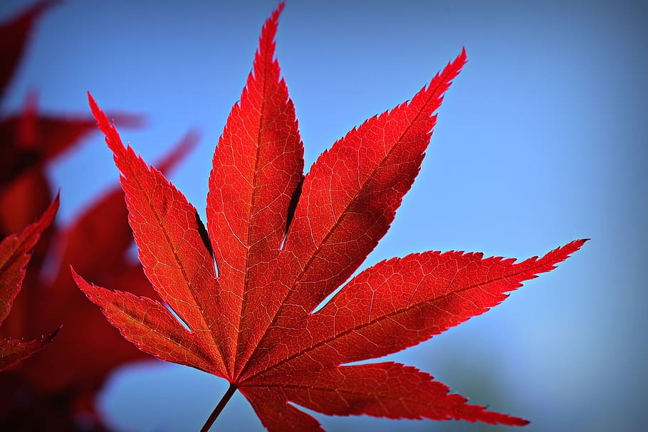 japanese maple, tree, leaf, foliage, red, vein, pattern, sunlight, HD wallpaper