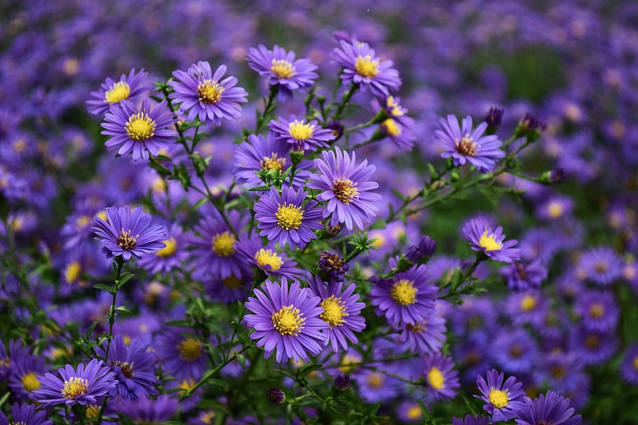 Purple and Yellow Flower, bloom, blooming, blossom, bright, close-up HD wallpaper