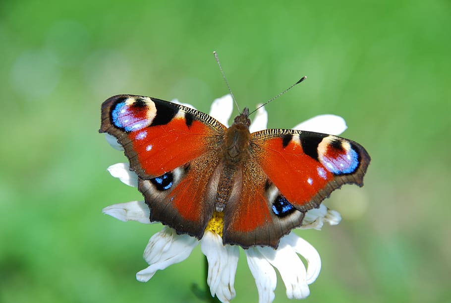 red and blue butterfly, peacock, aglais io, coloured, nature