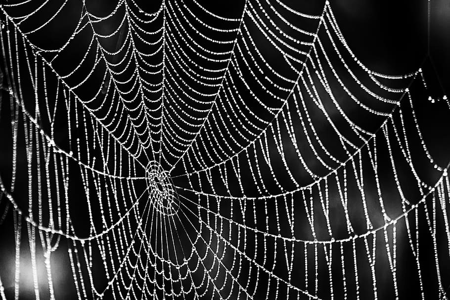 cub web screenshot, cobweb, spider, close, insect, nature, forest HD wallpaper