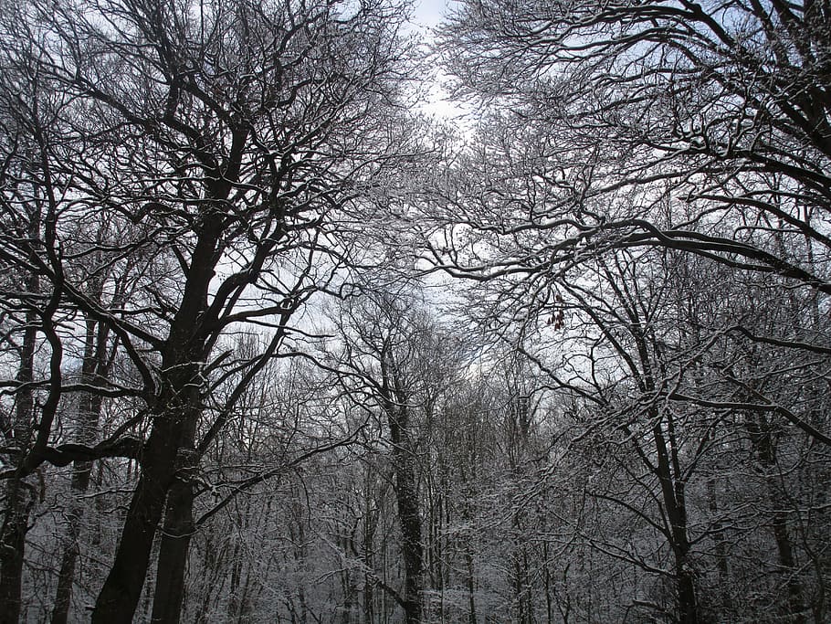 tree, wood, branch, winter, fog, weather, nature, landscape HD wallpaper