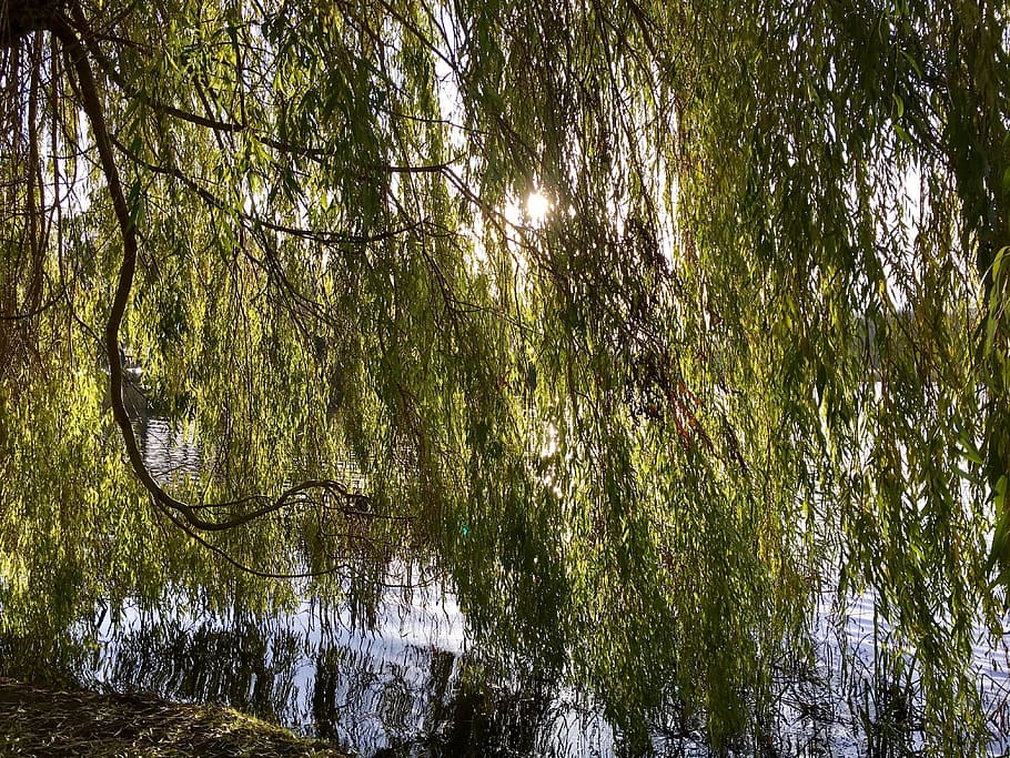 nature, water, landscape, tree, plant, forest, beauty in nature HD wallpaper