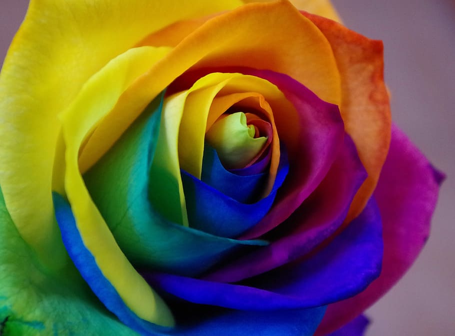 HD wallpaper: blue, purple, orange, yellow, and green rose, affection,  flower | Wallpaper Flare