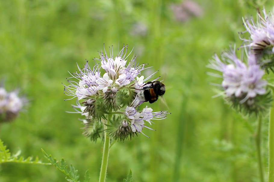 Blossom, Bloom, Hummel, Sprinkle, Pollen, helllila, light purple HD wallpaper