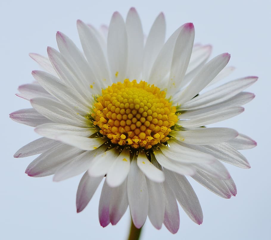 wildflowers, daisy, spring, meadow, flower meadow, plant, nature HD wallpaper
