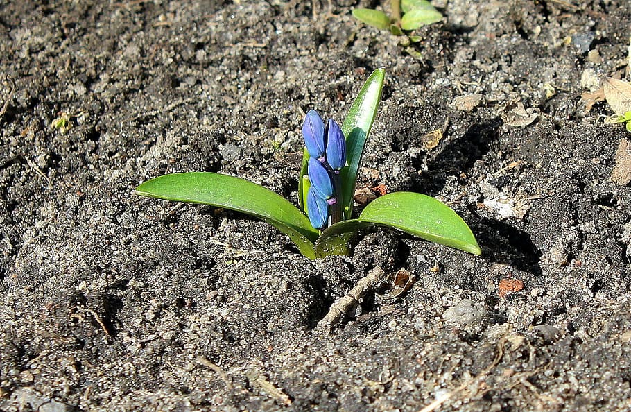 spring flowers, march, soil, spherical, the environment, plant HD wallpaper
