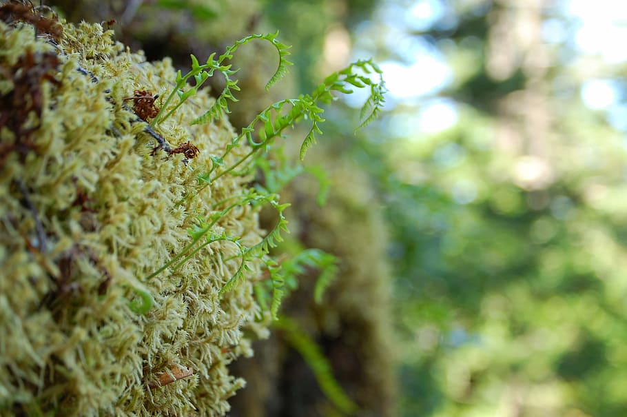 moss, forest, macro, nature, green, natural, plant, animal wildlife HD wallpaper