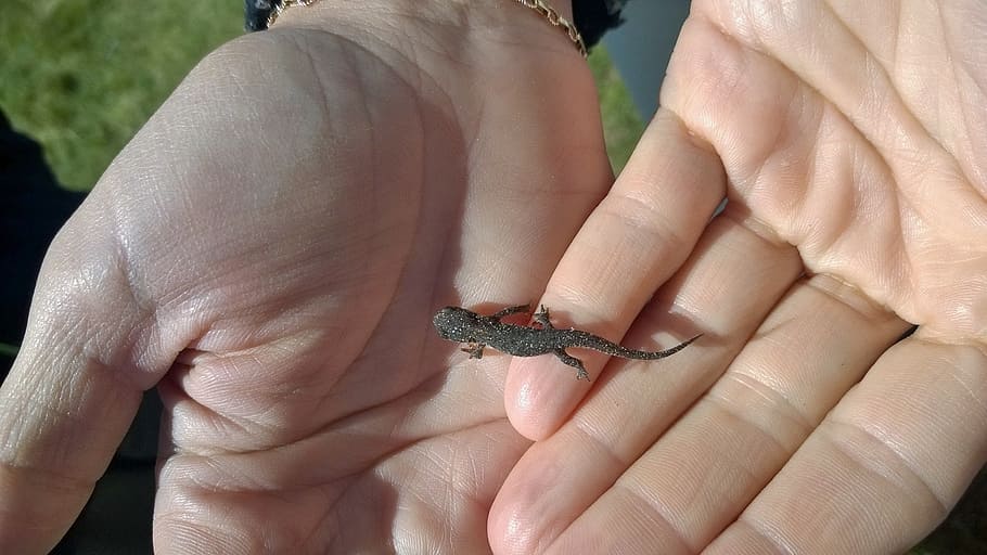 salamander, alpine, hands, young, small, reptile, fauna, nature HD wallpaper