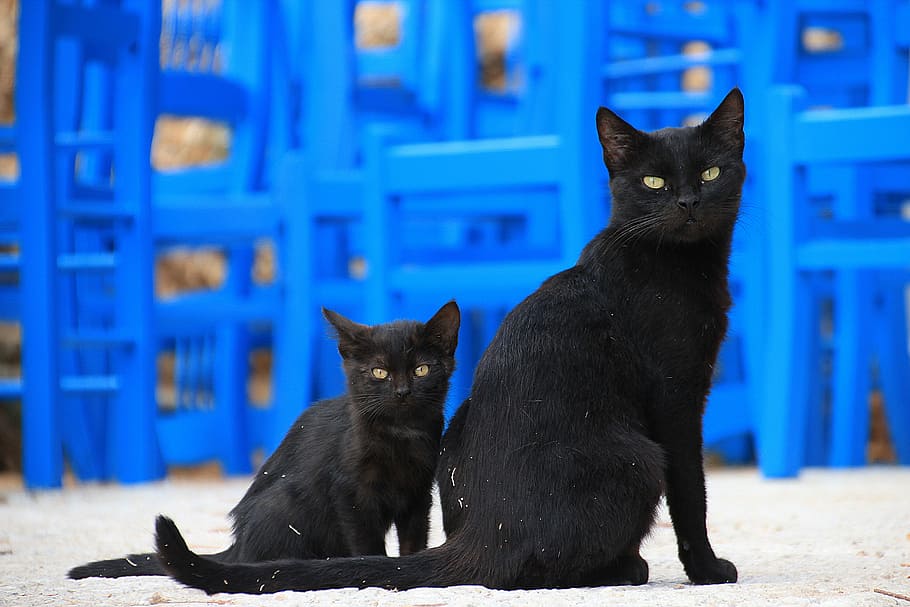 selective focus photo of two bombay cats, black, greece, animals HD wallpaper