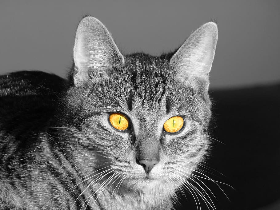 cat, eyes, light, adidas, yellow eyes, cat's eyes, animal, animal themes HD wallpaper