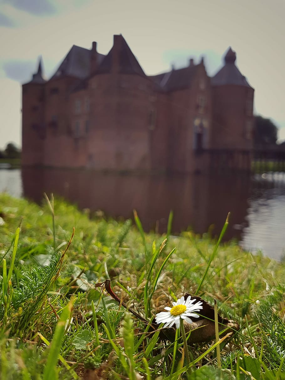 Castle, Daisy, Flower, Grass, Nature, spring, summer, green HD wallpaper