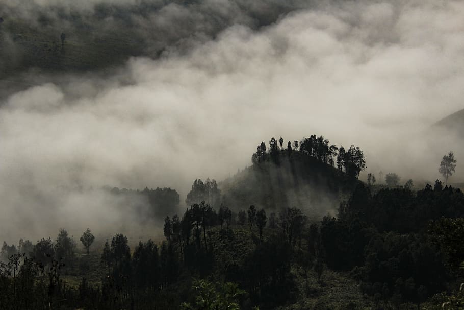 trees and clouds, foggy, landscape, nature, autumn, season, mist, HD wallpaper