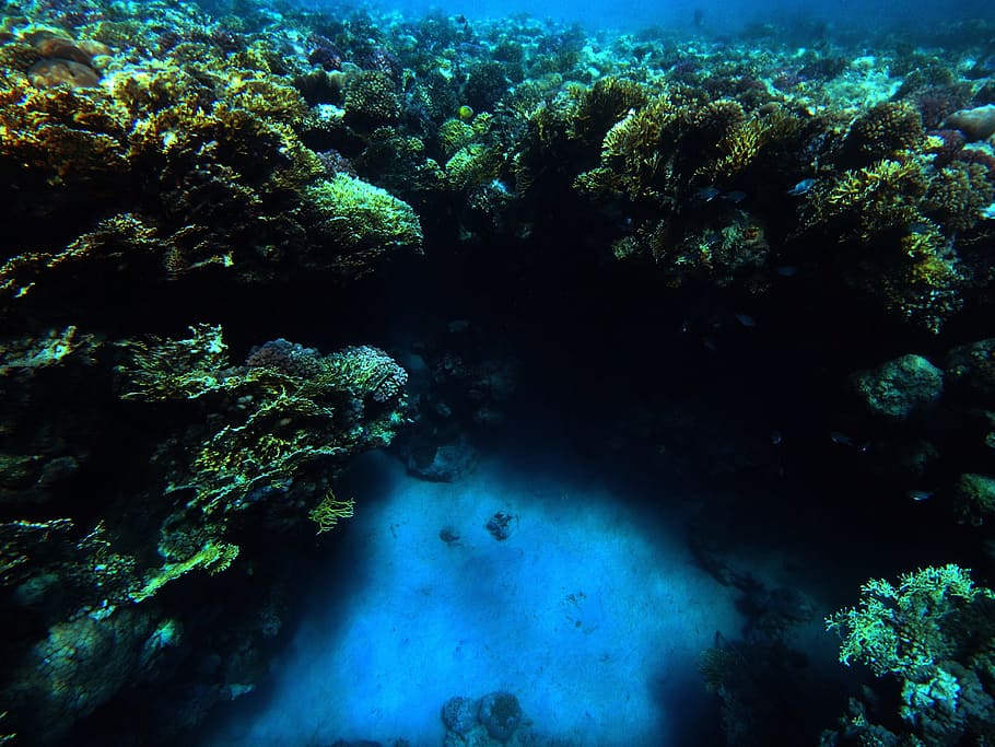 underwater, sea, reef, undersea, sea life, animal wildlife HD wallpaper