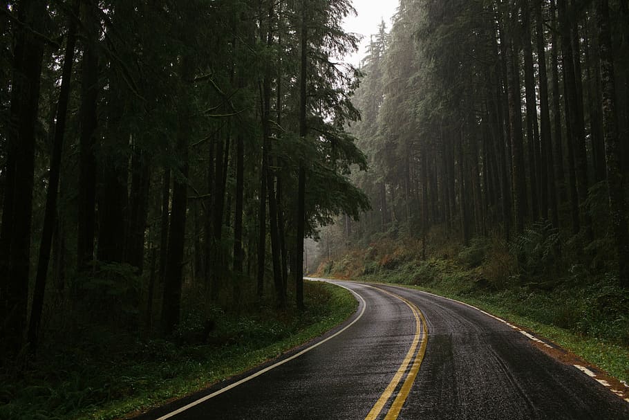 HD wallpaper: empty road between forest, painting of black concrete ...