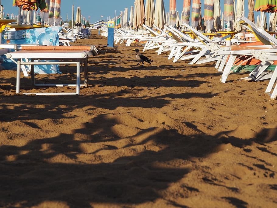 bird, beach, sand, vacations, sunlight, shadow, chair, land HD wallpaper
