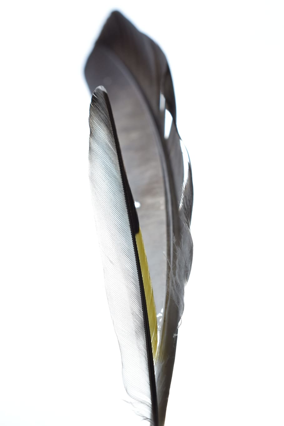feather, bird, nature, wing, natural, fly, color, animal, white HD wallpaper