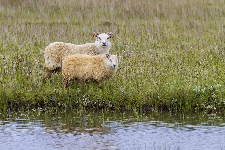 Iceland, Sheep, Wool, Animals, one animal, animal themes, outdoors HD wallpaper