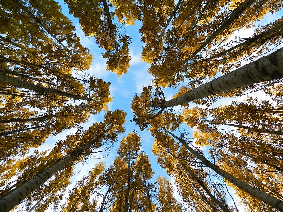 Autumn, Sky, Trees, Tall, Birch, Look Up, forest, pine tree HD wallpaper