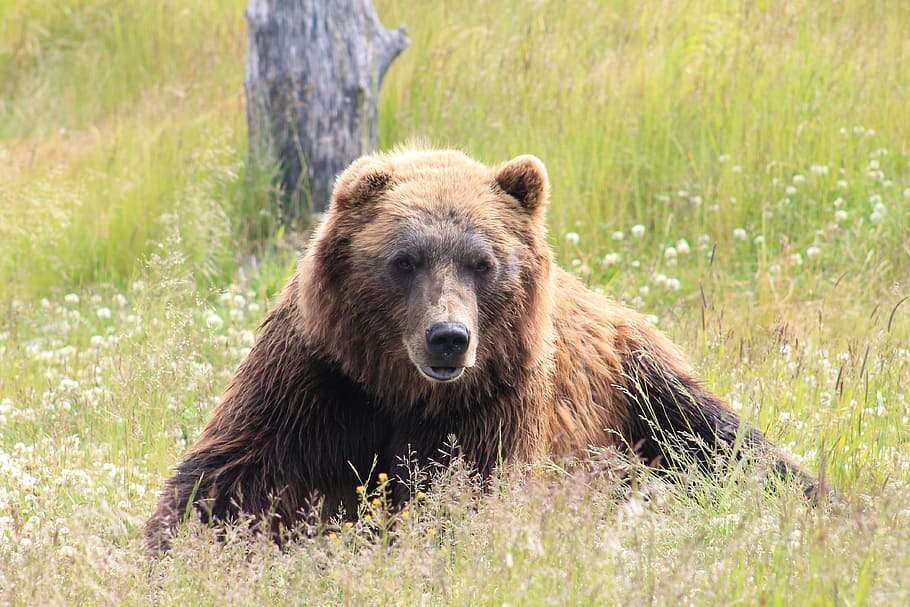 brown bear lying on grass field during daytime, brown bear on green grass, HD wallpaper