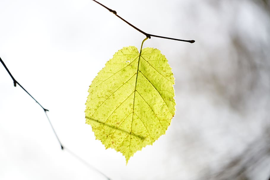 selective focus photography of green leaf, Hazel, Leaves, Bush HD wallpaper