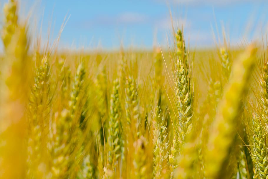 summer, nature, wheat, landscape, yellow, golden, countryside HD wallpaper