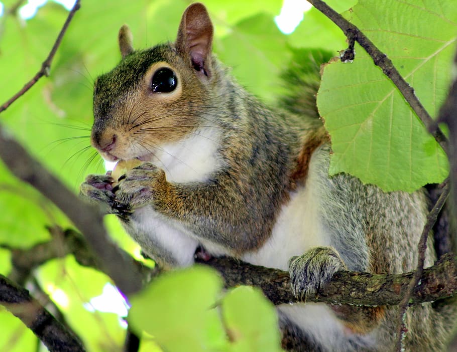 squirrel, animal, nature, animal themes, one animal, animal wildlife HD wallpaper