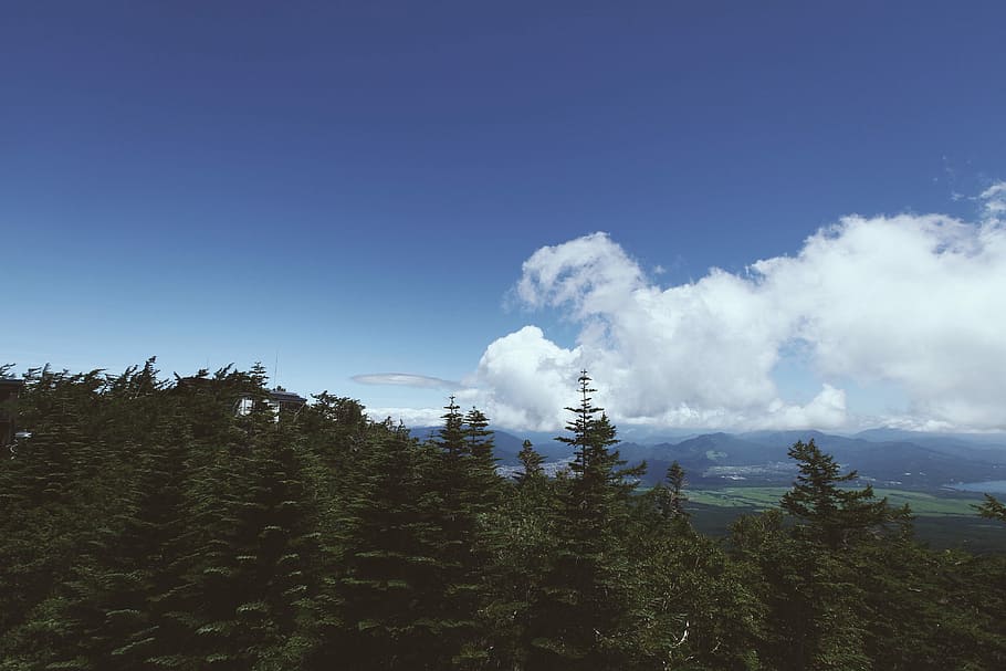 landscape photography of trees, green trees under blue sky, forest HD wallpaper