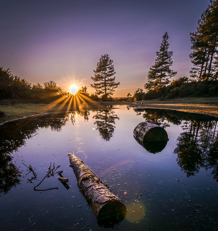 photo of logs floating on body of water, forest, sunset, nature HD wallpaper