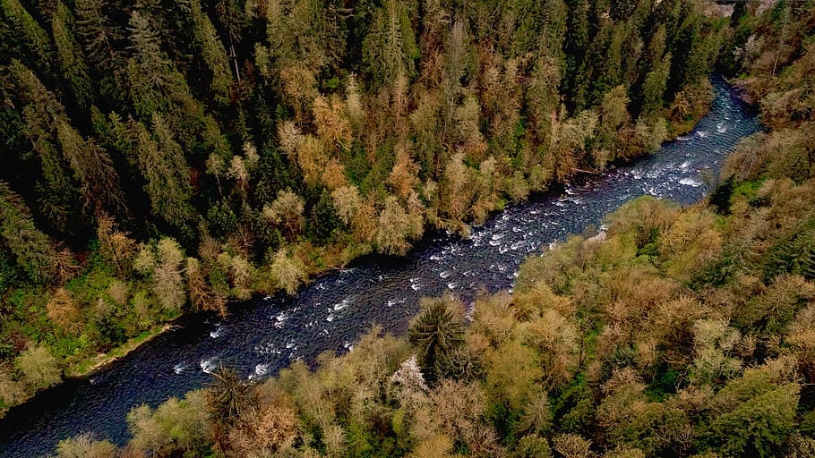 bird's eye view of river, nature, trees, forest, woods, water HD wallpaper
