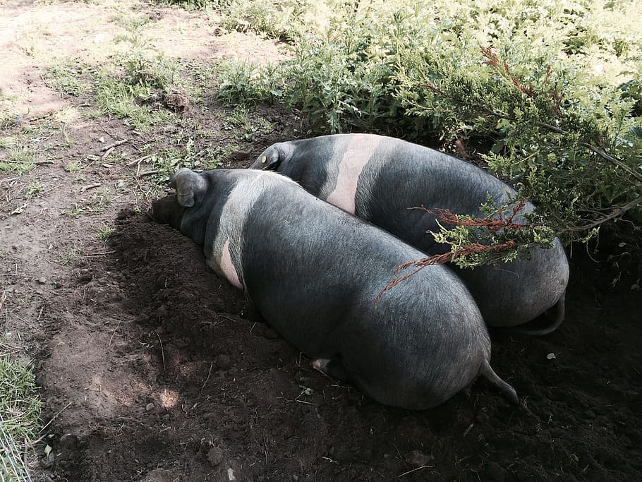 pig, saddleback pigs, animal, farmyard, swine, bacon, farming, HD wallpaper