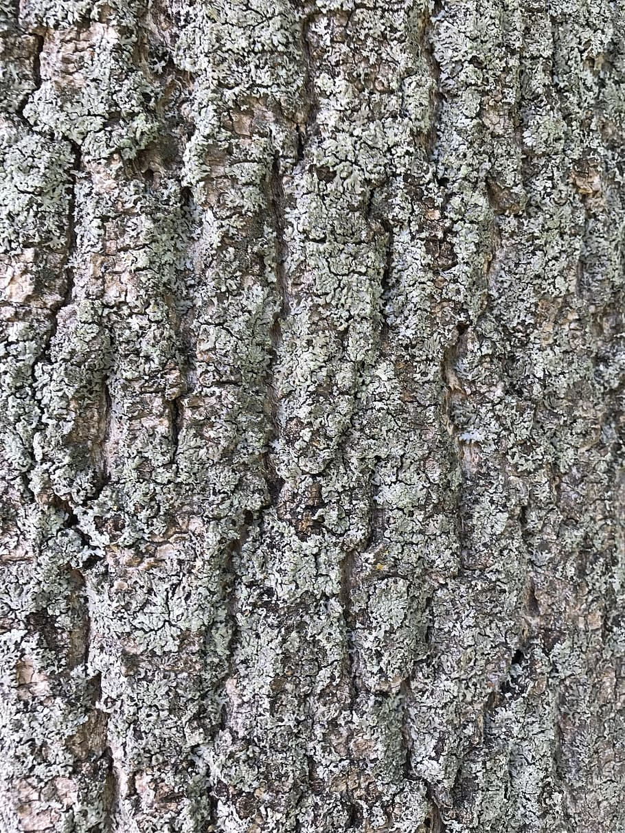 bark, tree bark, wood, nature, plant, log, structure, wood picture HD wallpaper