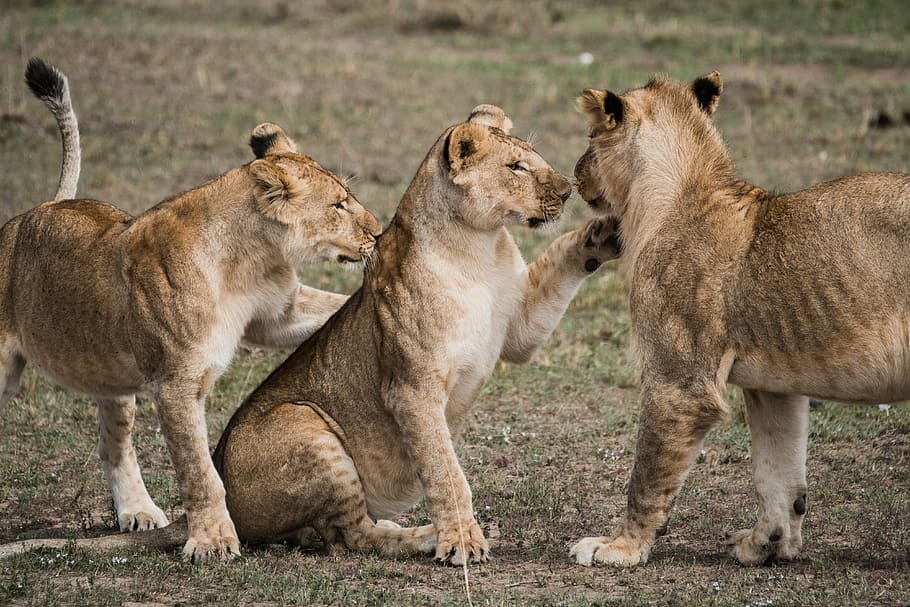 three lionese on grass field, three brown lionesses playing with each other during daytime