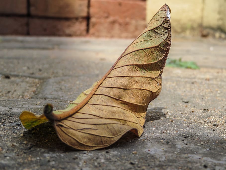 leaf, fall, concrete, ground, dry, close-up, plant part, no people HD wallpaper