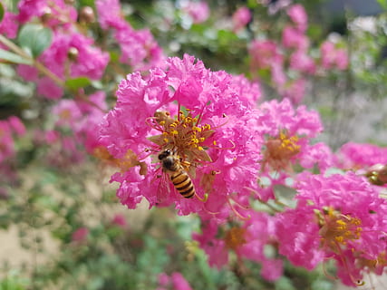 crape myrtle, flower, bee, pink, flowering plant, invertebrate HD wallpaper