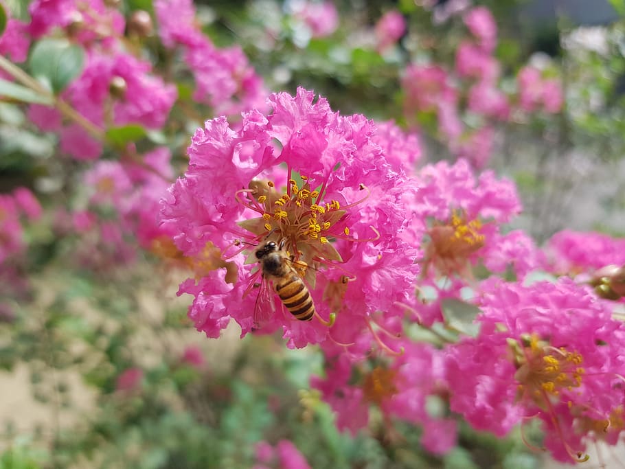 crape myrtle, flower, bee, pink, flowering plant, invertebrate HD wallpaper