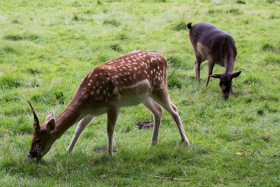roe deer, nature, red deer, forest, fallow deer, scheu, animal HD wallpaper